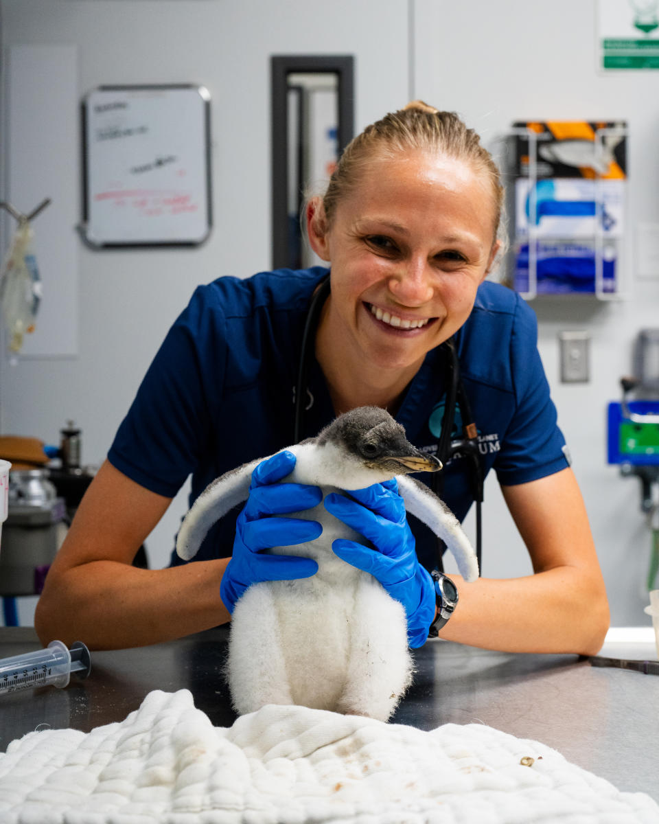 An undated image of a penguin chick that was discovered at the Loveland Living Planet Aquarium in June 2024. The penguin chick was born after the aquarium's TikTok "dating show" featuring the adult penguins during breeding season. (Courtesy: Loveland Living Planet Aquarium)