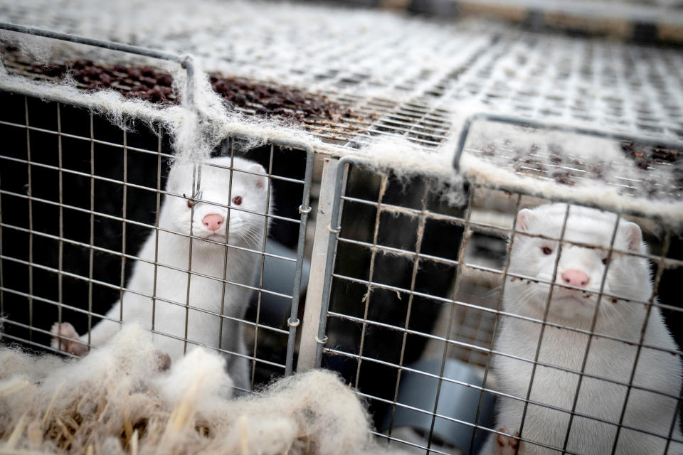 Image: FILE PHOTO: Denmark mink culling process (Mads Claus Rasmussen / Ritzau Scanpix via Reuters file)