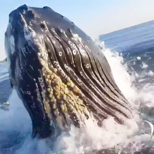 Humpback whale breaches the water near fishermen in NJ. (zachpiller18)