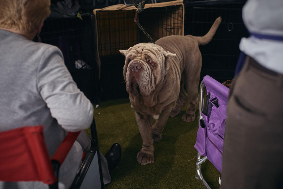 Image: A large dog with sagging skin. (Andres Kudacki / Getty Images)