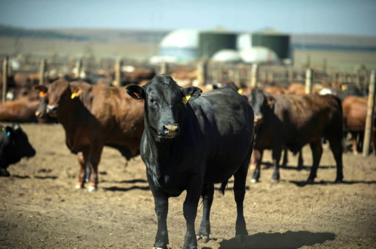 Cattle graze at a Bio2Watt gas power plant, funded by the French Development Agency (AFD), where cow manure is used to produce energy that feeds an Eskom grid, on November 3, 2015 in Pretoria