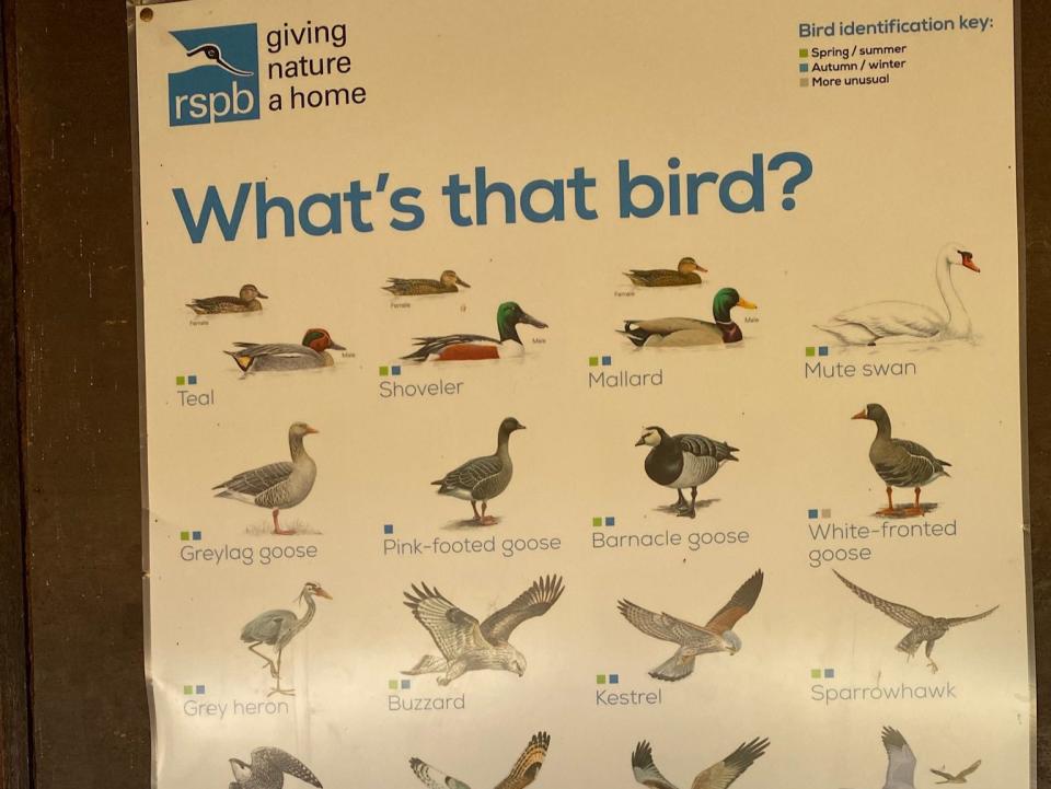 A photo of an RSPB bird-identifier poster that shows small inset photos of female birds alongside larger photos of their male counterparts (Mya-Rose Craig)