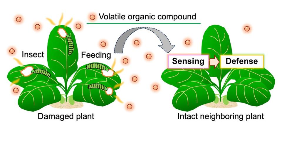 Cartoon graphic showing a damaged plant on the left sending chemicals to a healthy plant on the right.