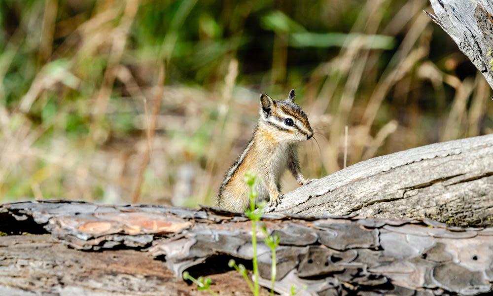 <span>Photograph: Sam Judy/Alamy Stock Photo</span>