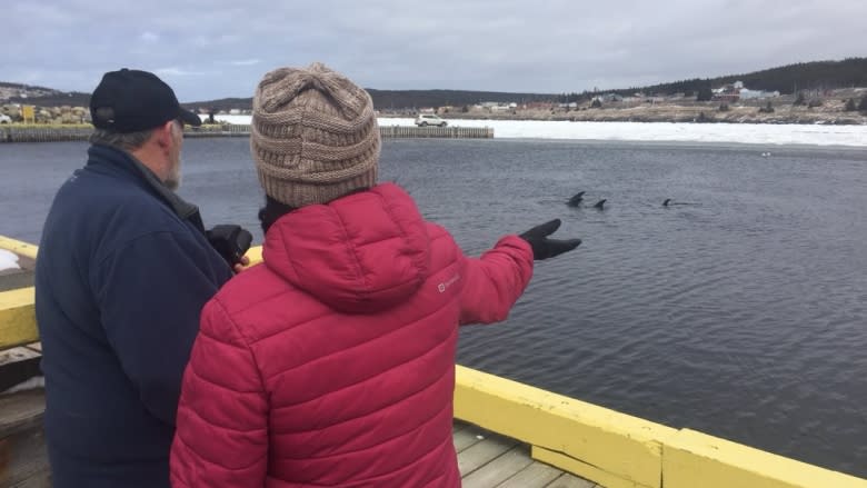 Trapped dolphins' escape from Heart's Delight harbour hinges on wind changing