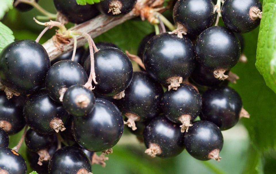 Prune blackcurrant bushes to keep a constant supply of fresh stems coming from the base that give years and years of fruit - GAP Photos / Jo Whitworth