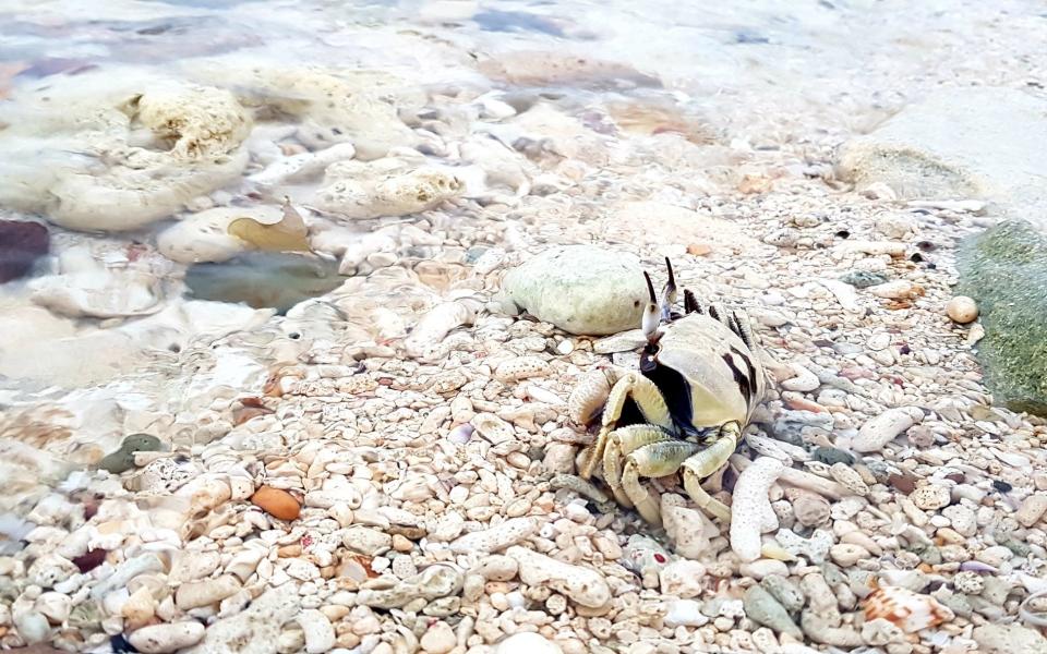 White ghost crab on the Fiji shores