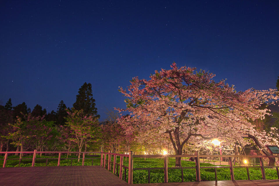 夜晚的阿里山櫻王(Photo Credit: Jerry Lai@Flickr, License: CC BY-SA 2.0，圖片來源：https://www.flickr.com/photos/51449066@N06/16848925598)