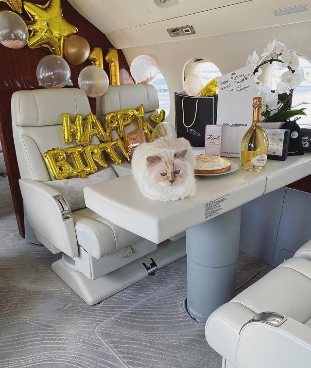 adopteren rustig aan Keer terug Karl Lagerfeld's Beloved Cat Choupette Celebrates Birthday on Private Jet