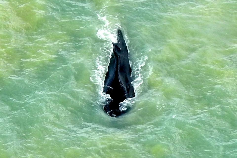 The three whales were first spotted in the river three weeks ago (AP)