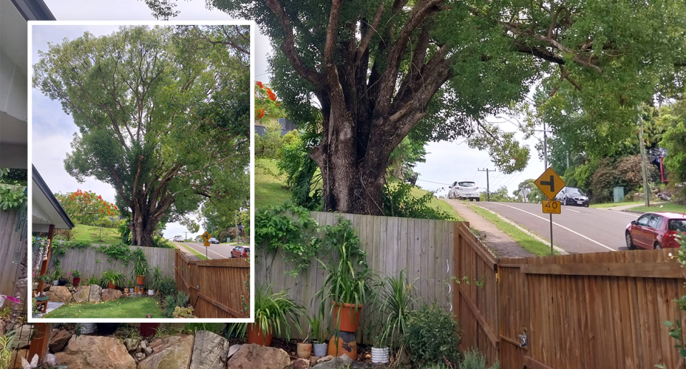 Mickan's neighbour's huge tree.