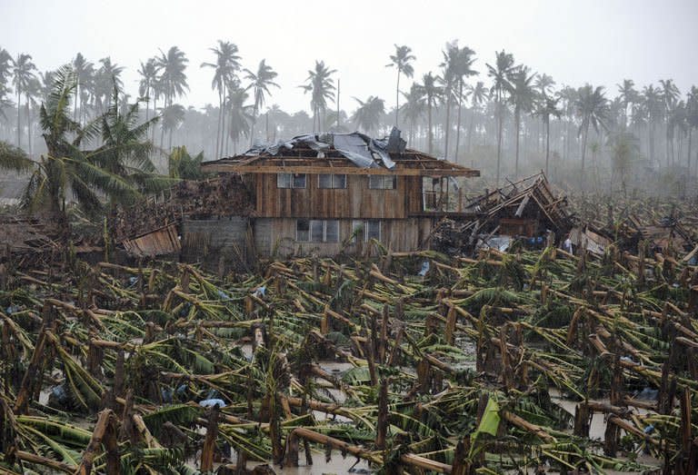 Thousands of typhoon-toppled banana trees are seen on a plantation in New Bataan, Philippines, on December 7, 2012. Last week's terrifying storm all but wiped out the banana plantations that are one of the desperately poor country's few export earners