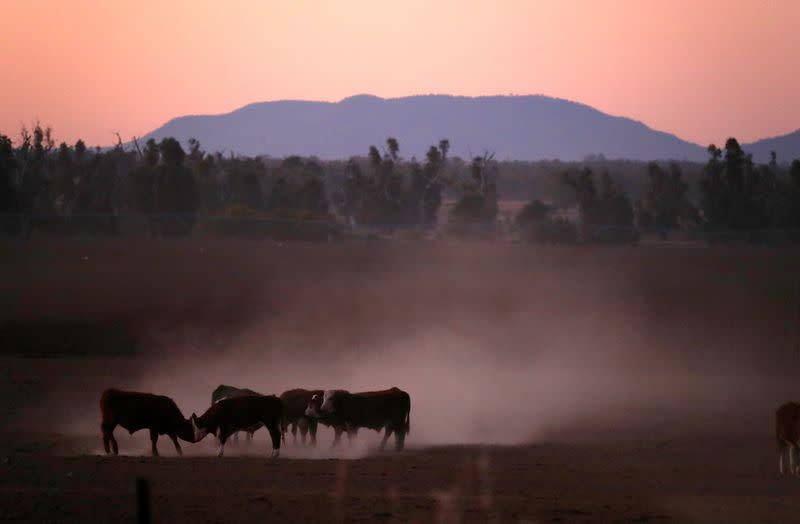 FILE PHOTO: Cattle push each other as they kick-up dust at sunset west of the town of Tamworth