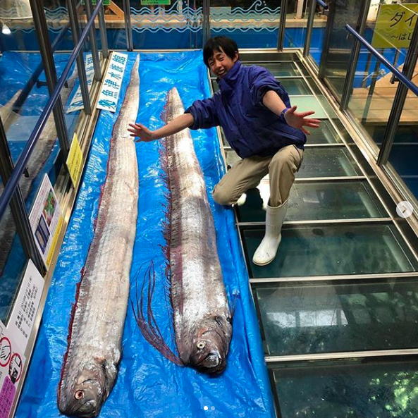 There are concerns the appearance of oarfish on the shores of Toyama could mean another earthquake will hit Japan. Source: Instragram/ Uoza Aquarium