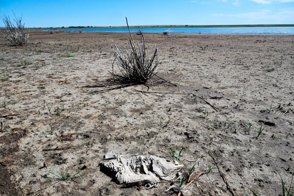 PHOTO: Colorado Parks and Wildlife ordered an emergency public fish salvage for Queens Reservoir in Kiowa County due to declining water levels related to drought conditions, July 21, 2022, in Eads, Colo. (RJ Sangosti/MediaNews Group/The Denver Post via Getty Images)