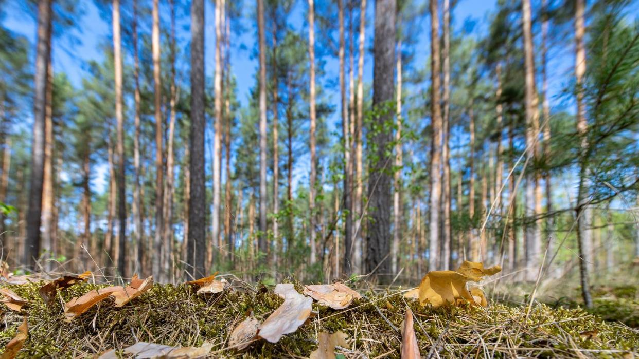 Der Klimawandel wirkt sich deutlich auf die Wälder in Deutschland aus. Wegen anhaltender Dürren in den Wachstumsphasen fallen den Bäumen in vielen Regionen Blätter und Nadeln aus.