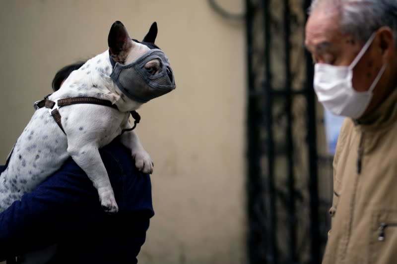 Dog wearing a mask is seen on a street following an outbreak of the novel coronavirus disease (COVID-19), in Shanghai