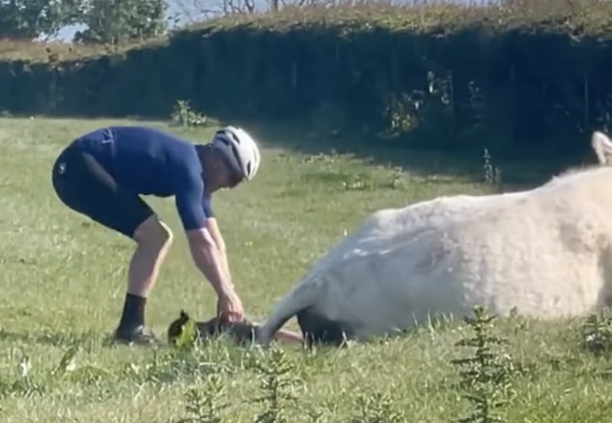  Cyclist helps deliver a calf  