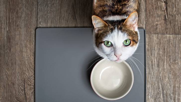 cat with bowl