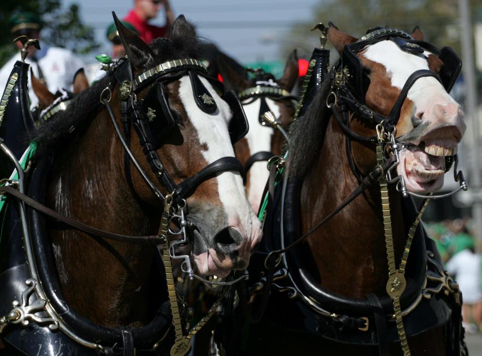 The Budwieser Clydesdales returned to the 2011 St. Patrick's Day Parade and make their way along Broughton Street.