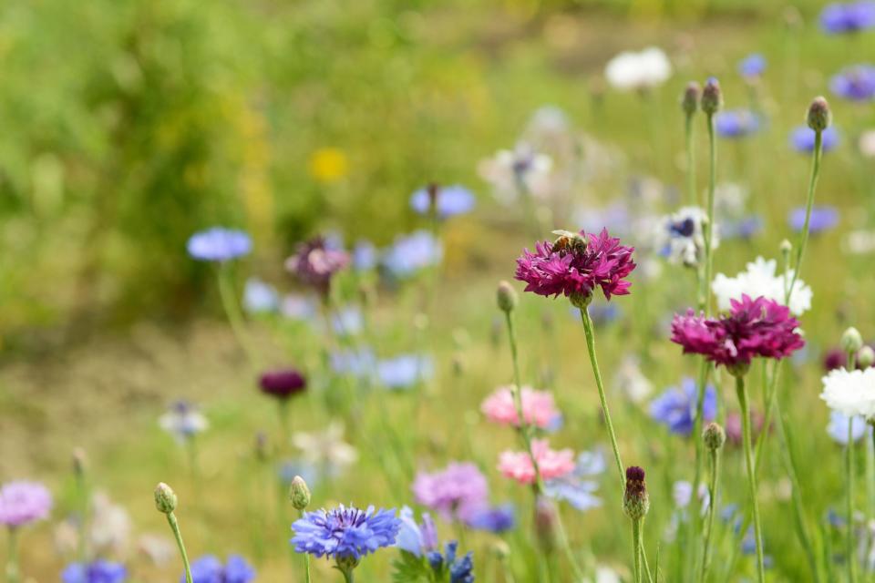 Plant these 11 wildflowers to create a bee motorway in your garden