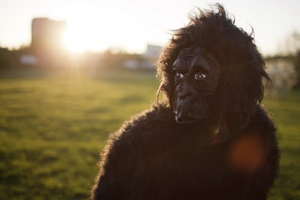 Man in gorilla suit mistakenly shot with tranquiliser gun at Spanish zoo