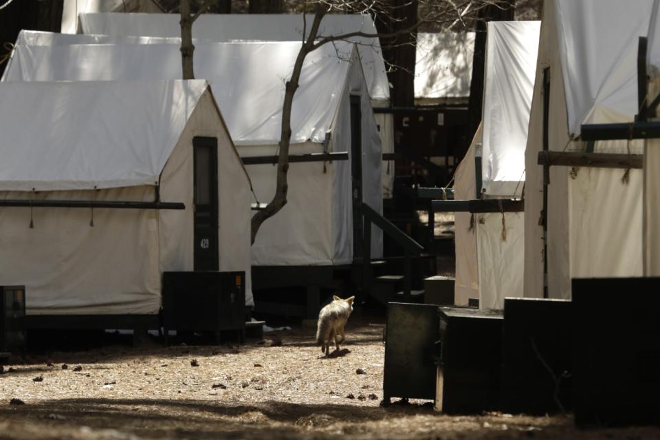 A coyote wanders around Curry Village in Yosemite Valley