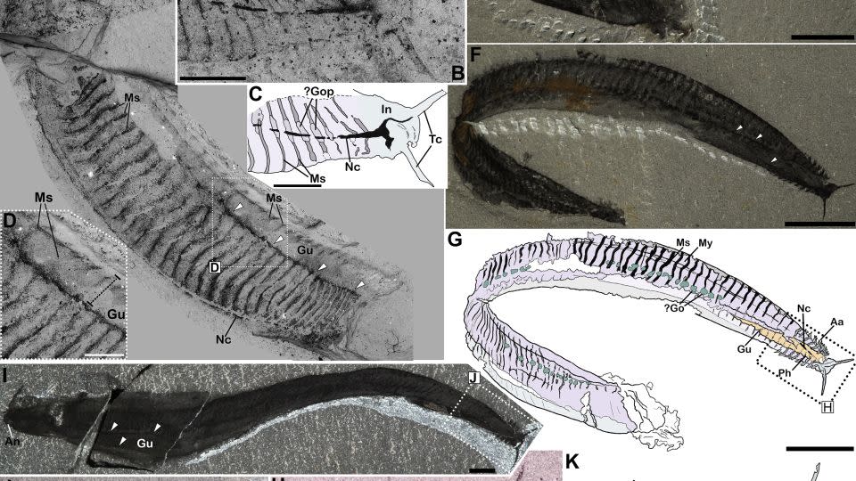 Annotated photos show the newly revised organization of Pikaia gracilens. Abbreviations in box C indicate key features in the fossil seen in box B: tentacles on Pikaia's head (Tc); innervation (In); dorsal nerve cord (Nc); possible gonads (?Go); and myosepta, or connective fascia (Ms). The drawing in box G identifies features in the fossil in box F: front appendages (Aa); the cavity of the pharynx (Ph); gut canal (Gu); and myomeres, or muscle segments (My). Fossil specimens are from the Smithsonian National Museum of Natural History except for the fossil in box I from the Royal Ontario Museum. - Giovanni Mussini