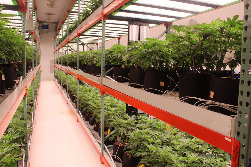 Medical marijuana being grown at Standard Wellness in Ohio. Medical marijuana may soon be legalized in North Carolina.