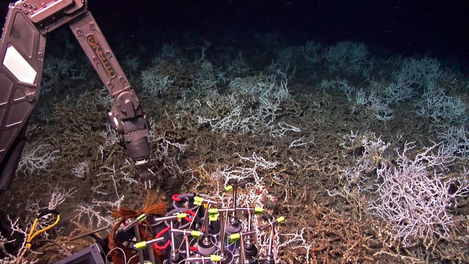 Scientists aboard the research ship Atlantis have discovered a dense coral reef off the coast of South Carolina. This picture was taken&nbsp;Friday&nbsp;by cameras mounted on the deep-sea submersible Alvin.&nbsp; (Photo: Woods Hole Oceanographic Institution)