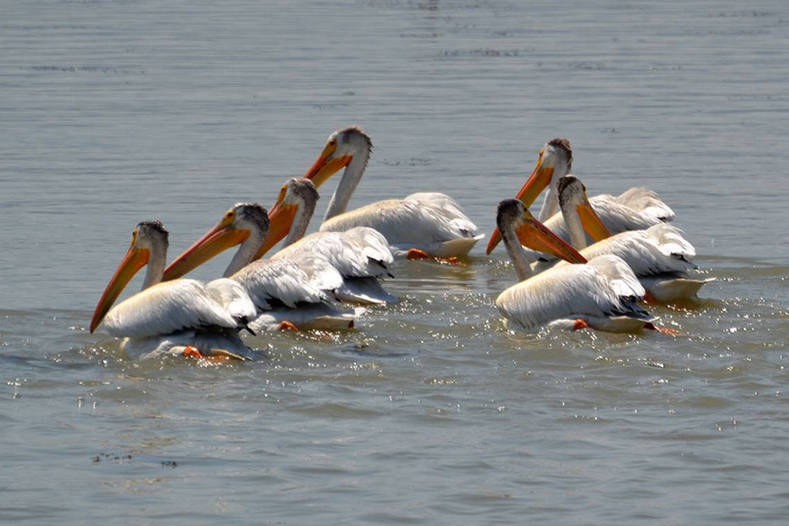 American white pelicans are pictured.