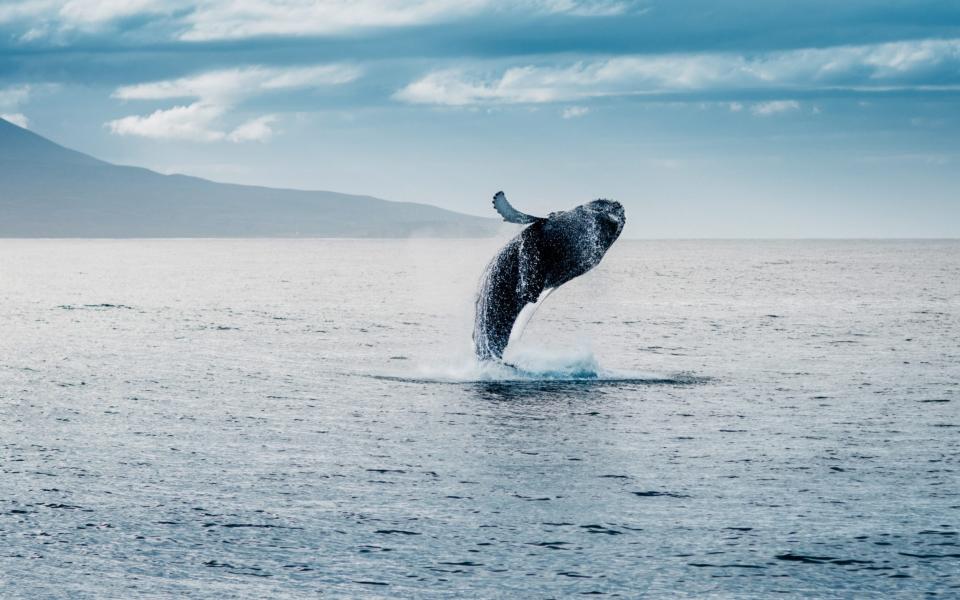 Whale leaping out of the water - iStock