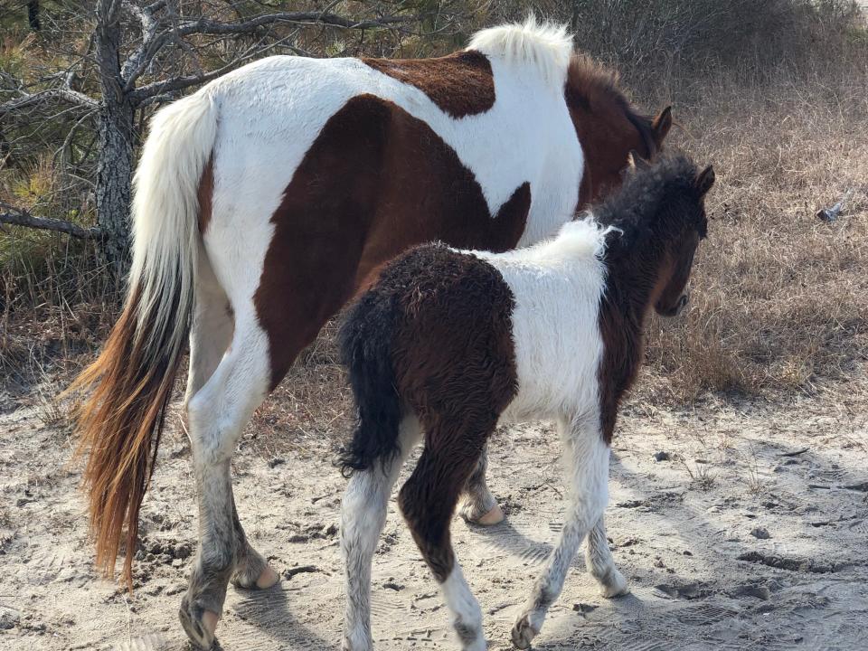 Two horses — one larger with a brown-and-white coat, and one smaller with a black-and-white coat — walk along a beach.