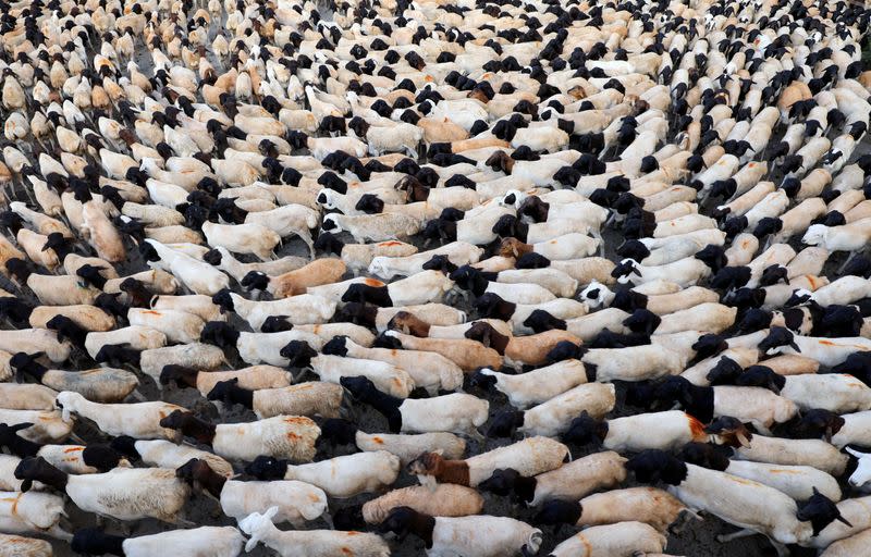 FILE PHOTO: Sheep are seen at a livestock market ahead of the Eid al-Adha festival in Mogadishu