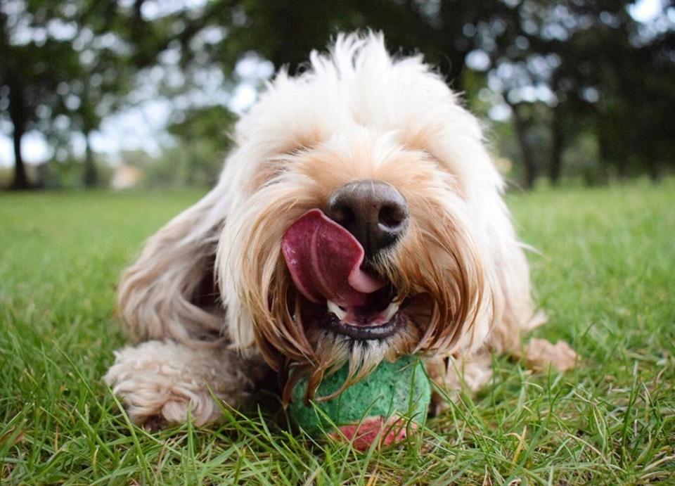 <strong>Second Place</strong><br />"Simply a Ball"<br />Darcy, crossbreed (cocker and poodle), U.K.