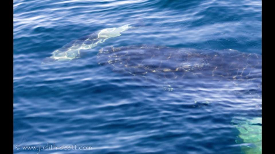 Scott said the humpback and dolphins were chasing each other.