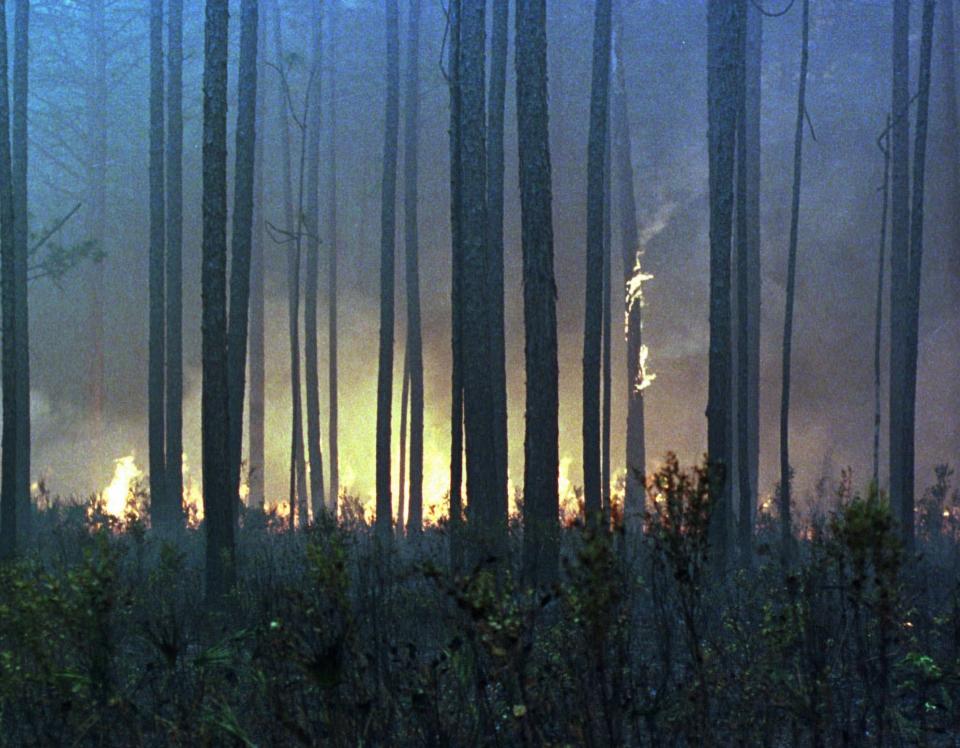 A fire spreads through the Apalachicola National Forest on May 25, 1998. More than 1,000 acres burned in or near the Apalachicola National Forest, a 600,000-acre spread of oak and longleaf pines near Tallahassee.