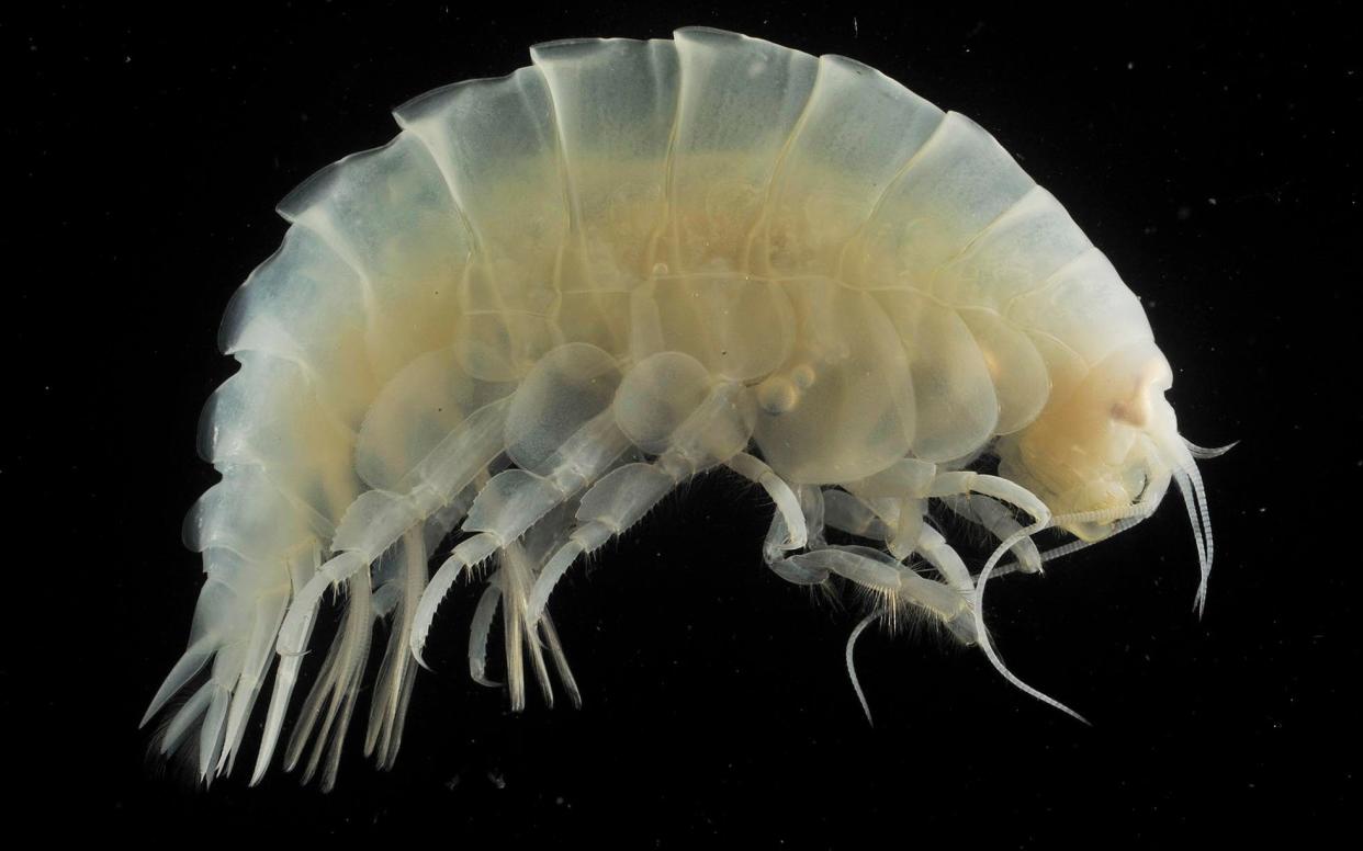 Researchers used the same deep-diving technology as BBC Blue Planet II filmmakers to find evidence of plastic in deep ocean organisms - Newcastle University