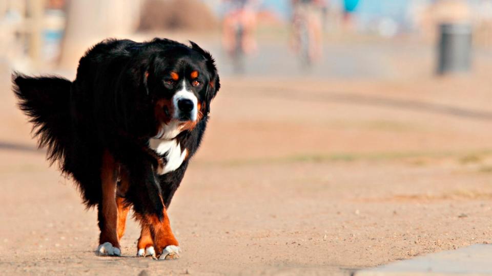 Bild: Auf diesem undatierten Foto ist ein burmesischer Berg zu sehen.  (Stockfoto/Getty Images)