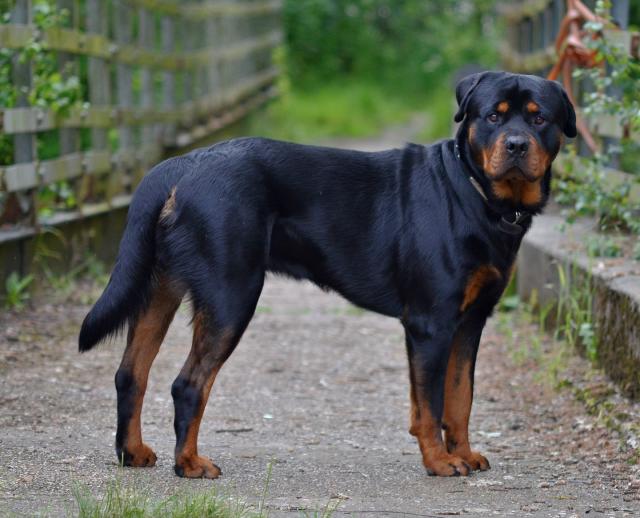 is the rottweiler legal in germany