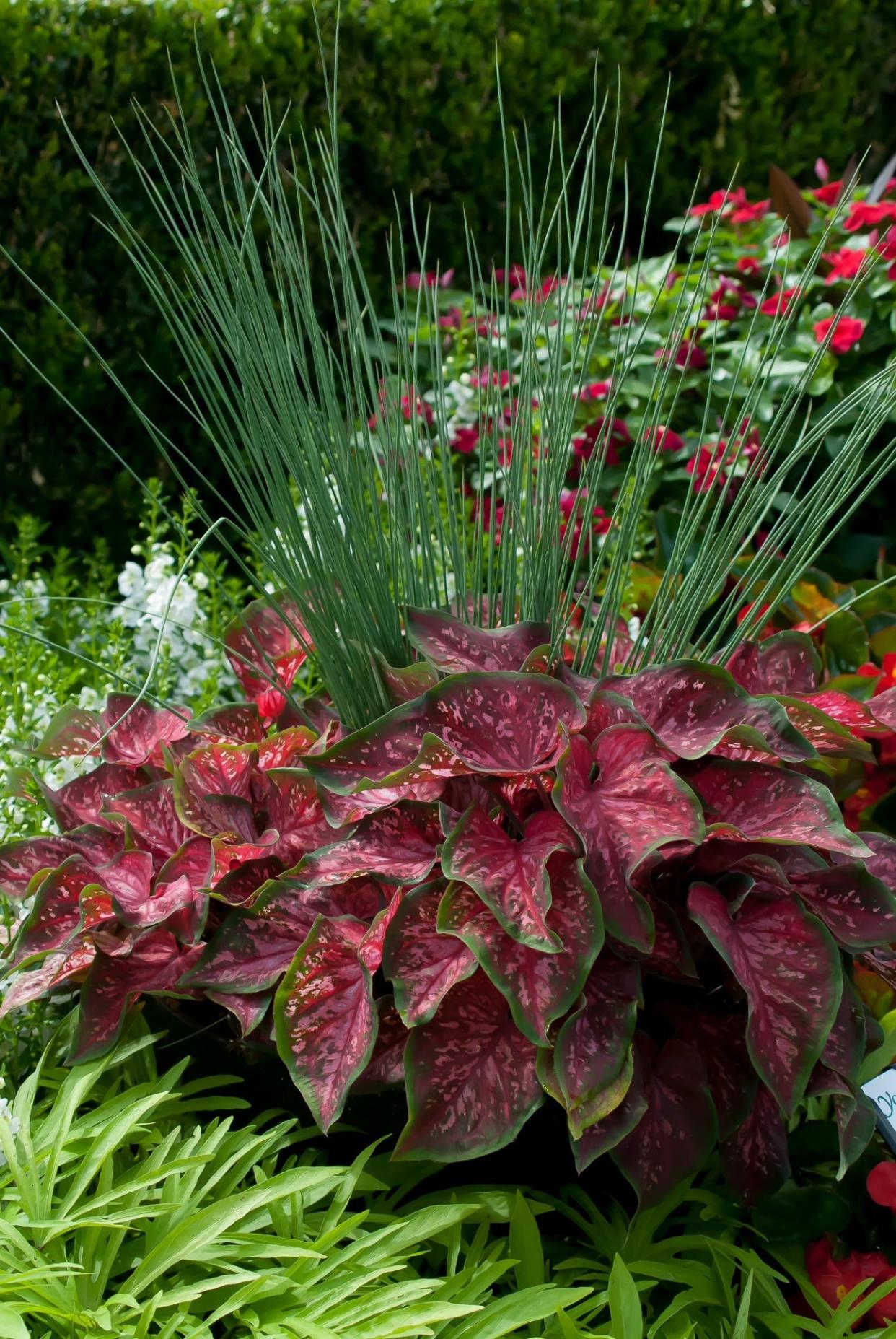 This display seen at Young’s Plant Farm Annual Garden Tour was quite stunning as it featured Graceful Grasses Blue Mohawk rush,  Heart to Heart Fast Flash caladiums and Sweet Caroline Medusa Green Ornamental Sweet Potatoes.