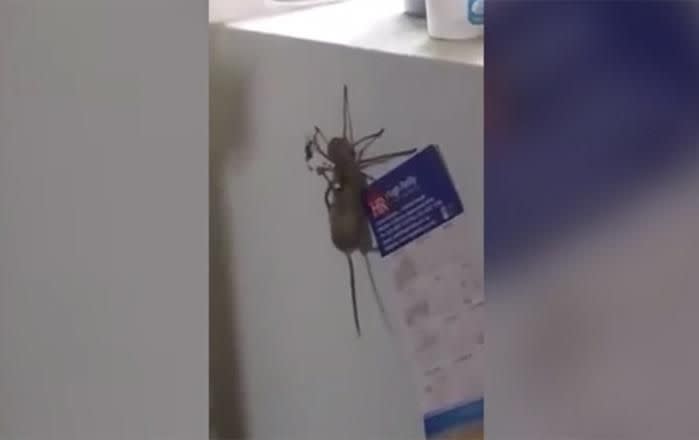 The spider can be seen travelling across the fridge with the mouse. Image: Facebook