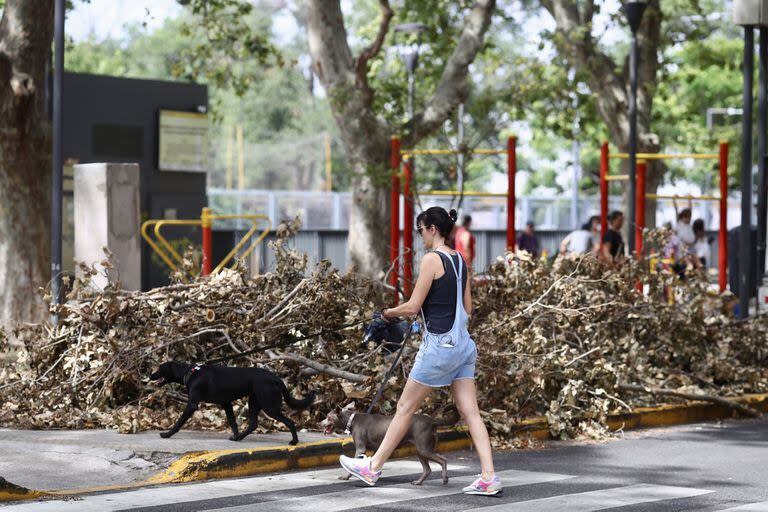 En Agronomía, aún hay árboles caídos en las veredas