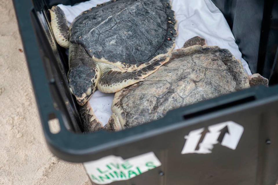 Kemp’s Ridley sea turtles wait to be released into the Mississippi Sound on Thursday, April 18, 2024, after rehabilitation. This year the Mississippi Aquarium rehabilitated 40 cold stunned Kemp’s Ridley sea turtles.