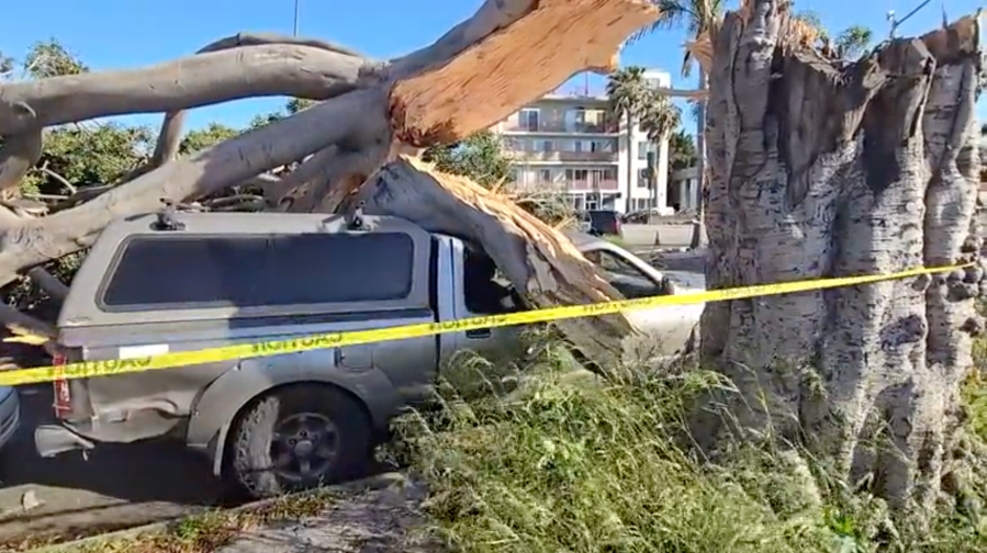 Strong winds caused a large tree to come down in Culver City, near the intersection of Washington Boulevard and Wade Street. The tree caused severe damage to three vehicles, but no one was injured on May 5, 2024. (KTLA)