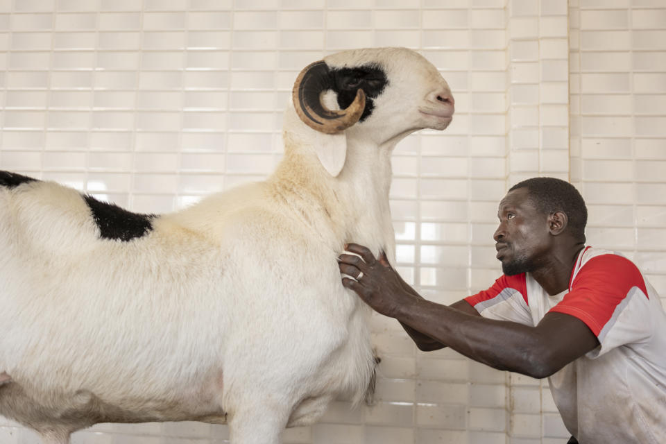 Shepherd Katim Toure caresses the Ladoum called BRT at the sheepfold Baye Cheikh in Mbao, 30 km east of Dakar, Senegal, Monday June 10, 2024. As Muslims worldwide prepare to celebrate Eid Al-Adha, the second most important holiday in the Islamic calendar, Senegal's star sheep, the Ladoum, remain an object of desire for many in the country. These extraordinary tall and long animals, which can cost up to $70,000, are renowned for their proportional features and gleaming white fur. (AP Photo/Sylvain Cherkaoui)