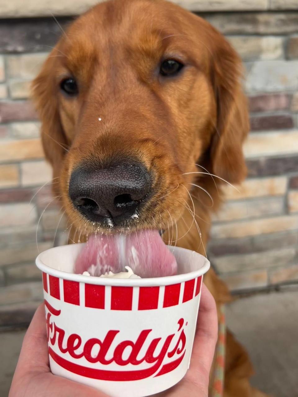 Winston slurps up custard on the patio of a Freddy’s in Johnson County.