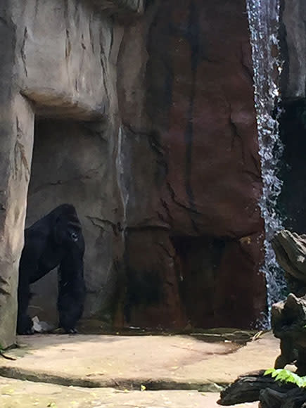 'King Kong' Gorilla Dragged 4-Year-Old 'Like a Raggedy Ann Doll' Before Zookeepers Killed It, Witness Says| Zoo Animals, Real People Stories