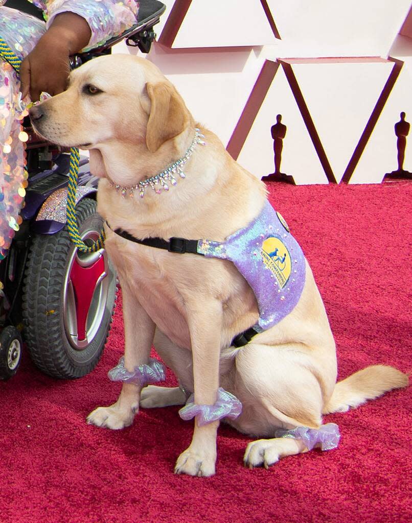 Gofi LaVant, Service Dog, 2021 Oscars, Red Carpet Fashion