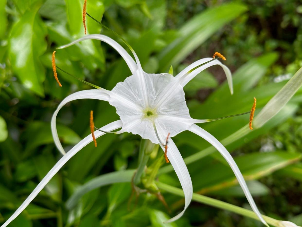 Spider lily is a great addition to any garden. They generally begin to bloom a few days after a good rain shower from Spring through September.